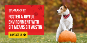 Foster a Joyful Environment With Sit Means Sit Austin