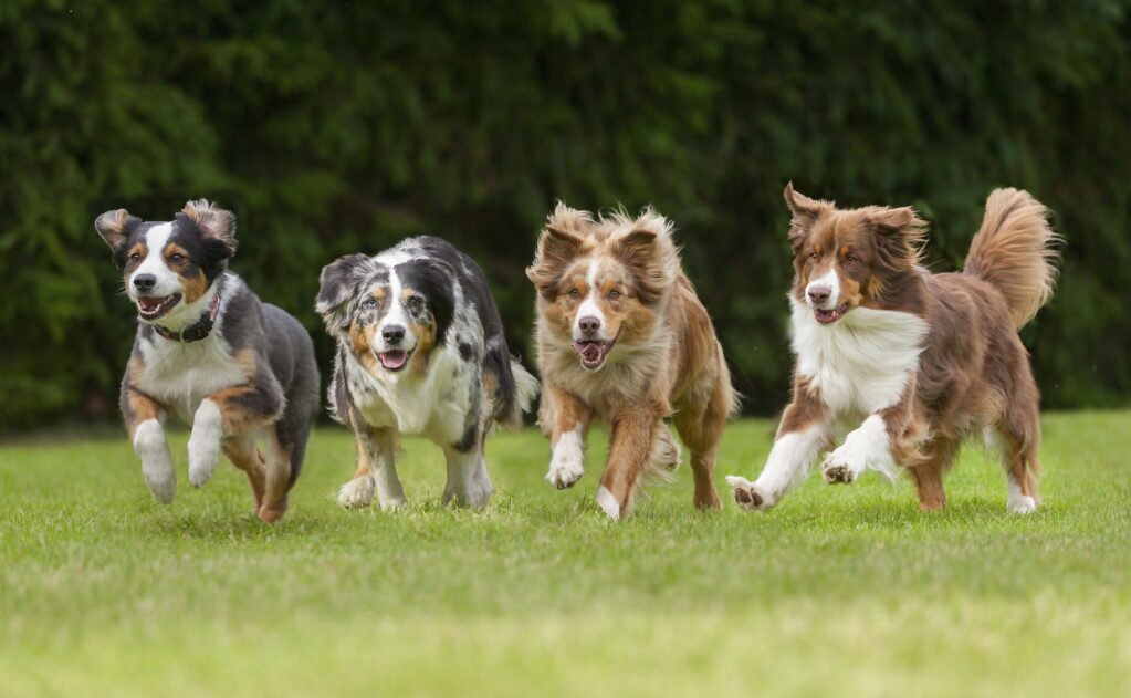 4 running dogs