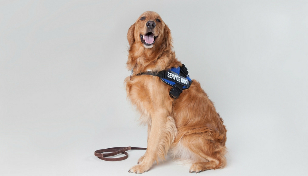 service-dog