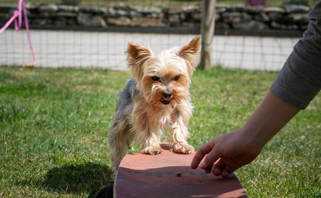 small dog being trained