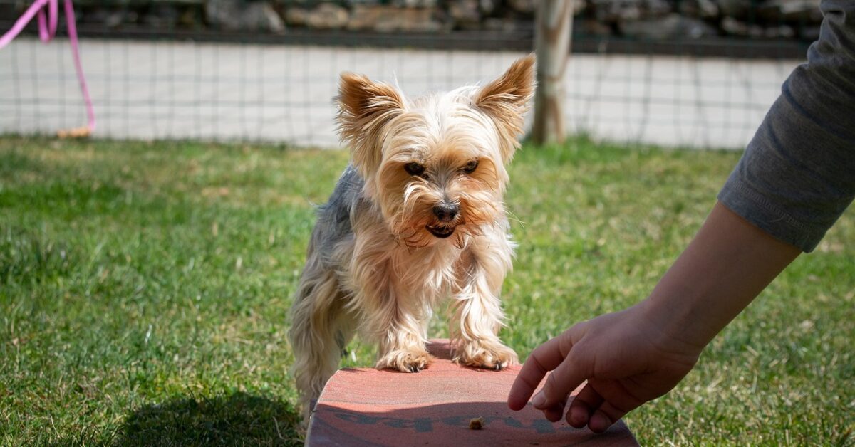 small dog being trained