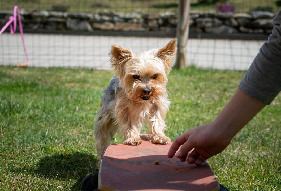 small dog being trained