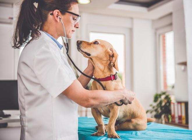 vet examining dog