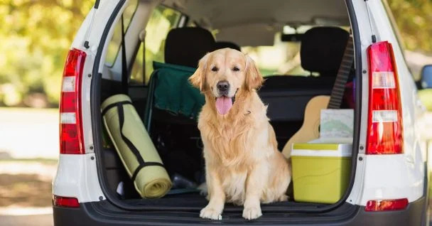 A dog sitting in the trunk of a car
