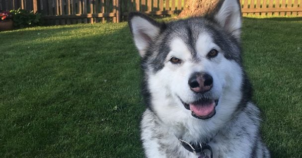 A Husky smiling for a photo
