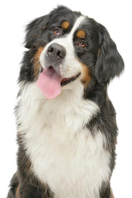 A dog smiling for a picture in white background