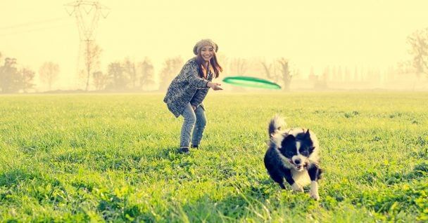 A dog playing frisbee in the field