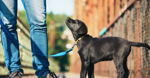 A black dog looking up at the man holding its blue leash