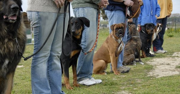 A bunch of dogs at the Sit means sit dog training at the park