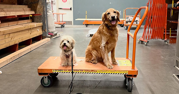 Obedience Training