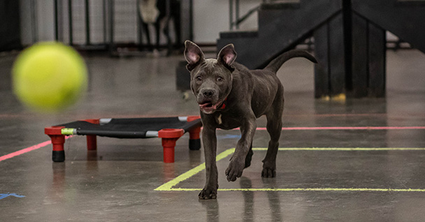 Puppy Management