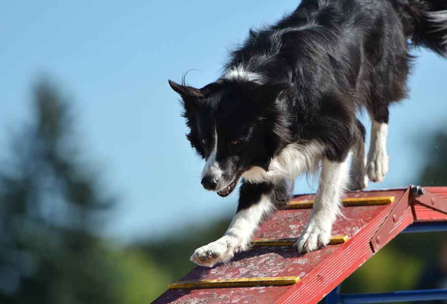 A black and white dog confidently walks down a colorful ramp against a clear blue sky.