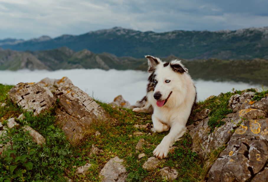 A smiling dog with blue eyes rests on rocky terrain, surrounded by lush greenery and distant mountains.