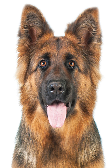 A close-up of a German Shepherd dog with a friendly expression and tongue out.