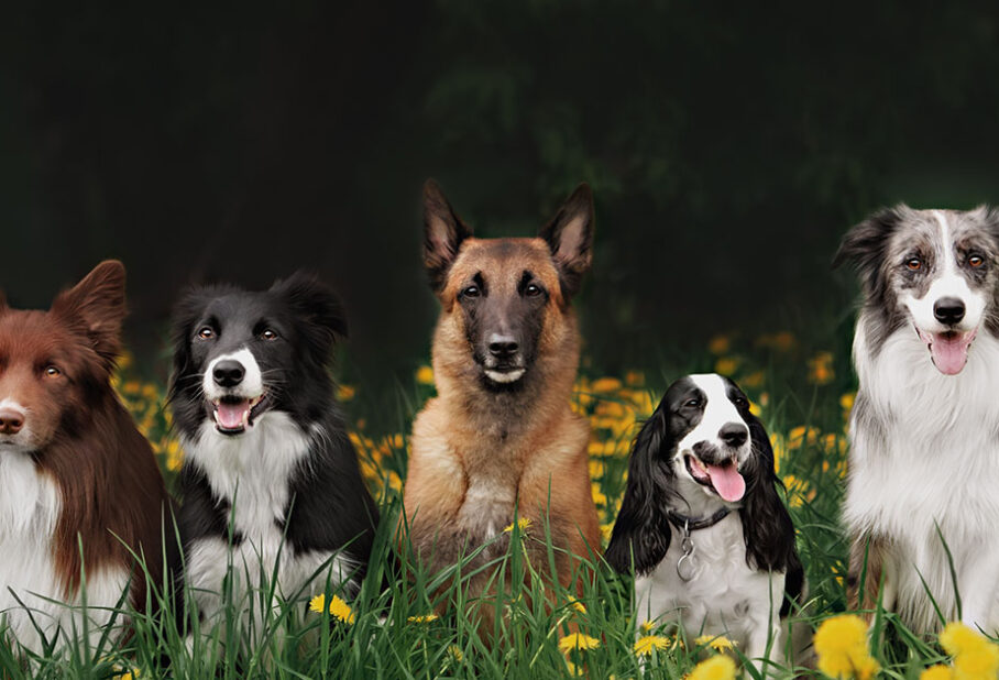 Five dogs of different breeds sitting together in a grassy field with flowers.