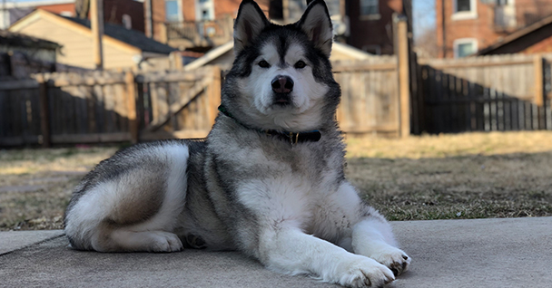 A large dog with a thick coat lying on a patio, surrounded by a grassy area and wooden fence.