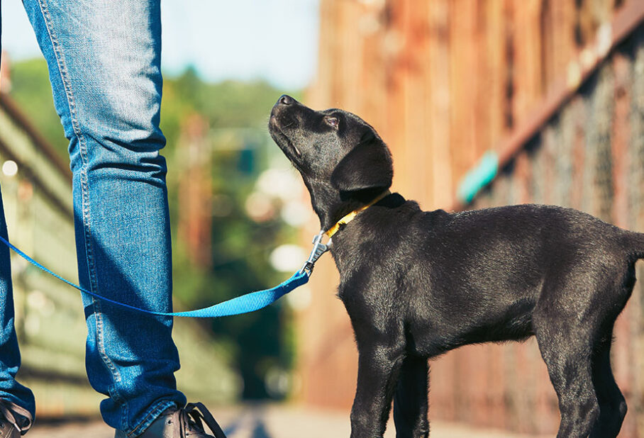 A person in jeans stands on a bridge, holding a leash with a curious black puppy looking up.