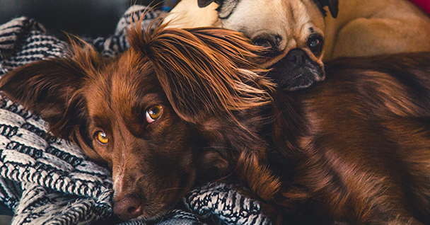 Two dogs cuddling together on a cozy blanket, one with long fur and the other a pug.