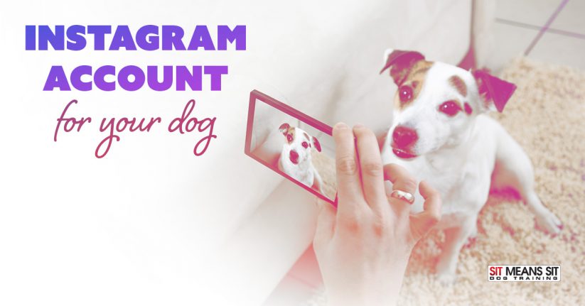 Tips for Starting a Dog Instagram