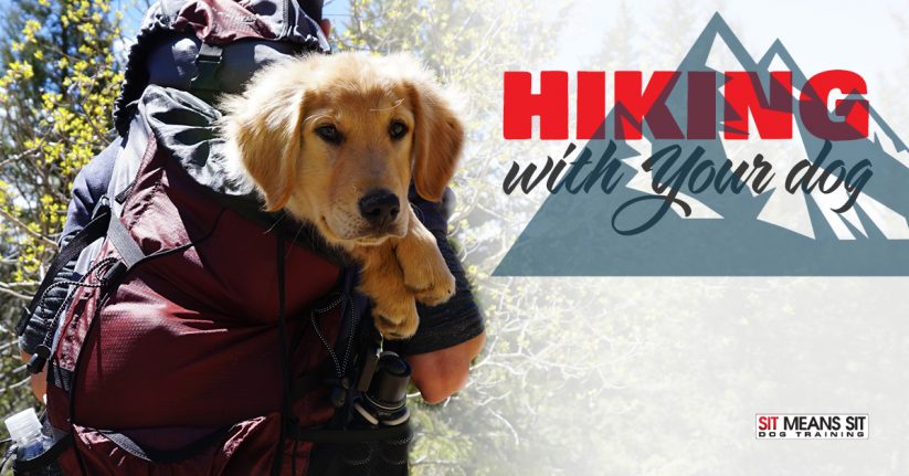 Tips for Hiking with Your Dog in Montana