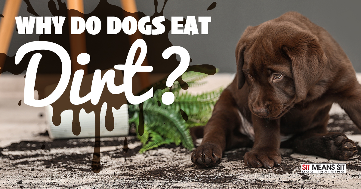 why do dogs like to eat dirt