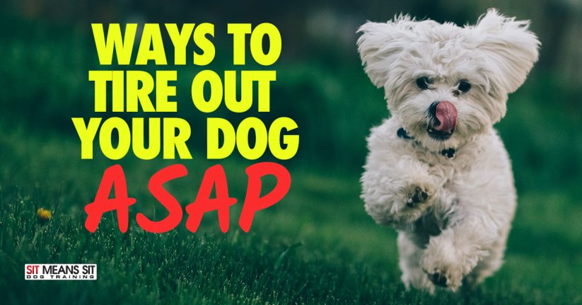 Ways To Tire Out Your Dog ASAP
