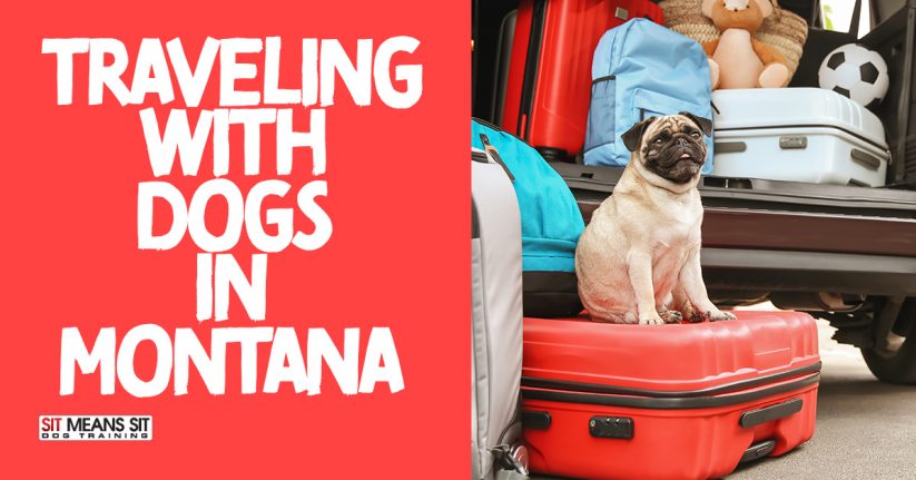 Tips for Traveling with Dogs in Montana