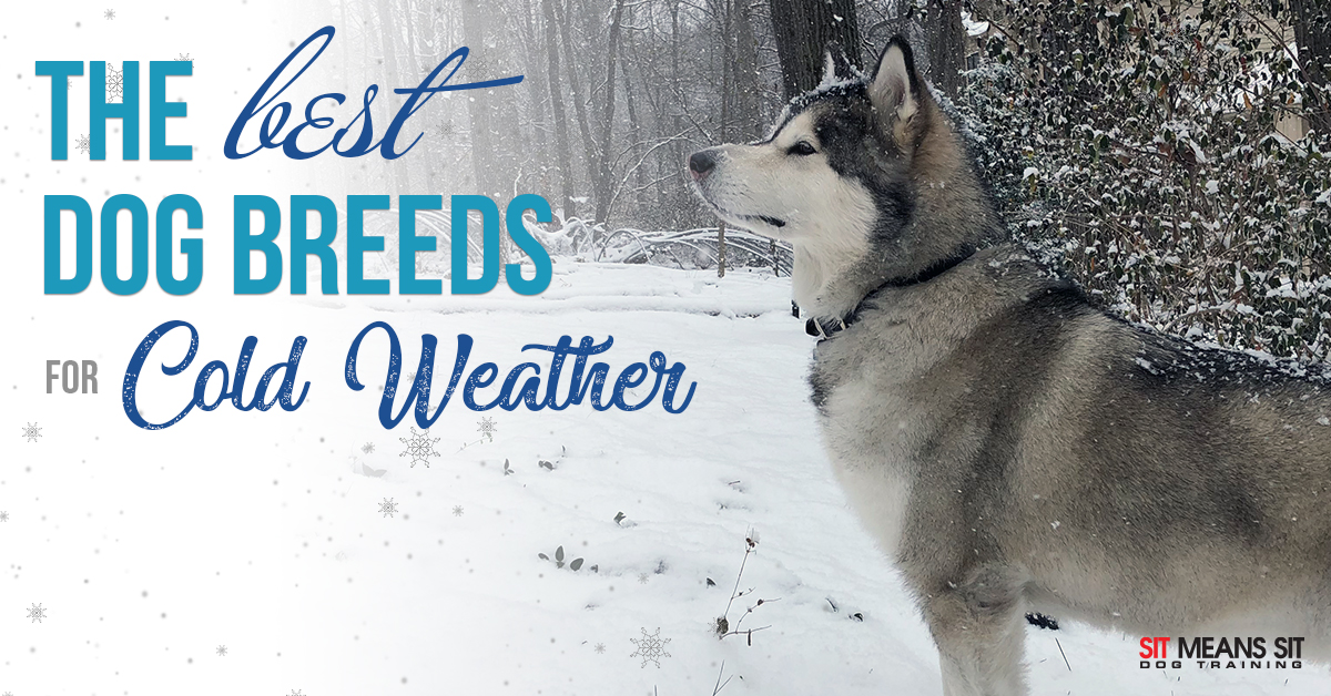 Best Dog Breeds for Cold Weather