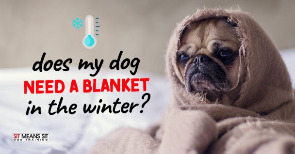 Does My Dog Need a Blanket During the Winter?