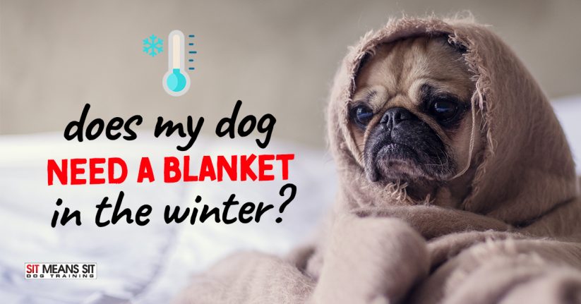 Does My Dog Need a Blanket During the Winter?