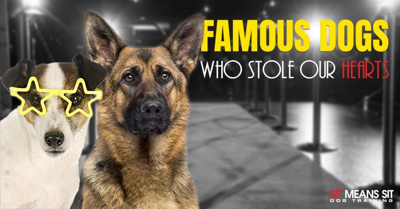 Famous Dogs Who Stole Our Hearts