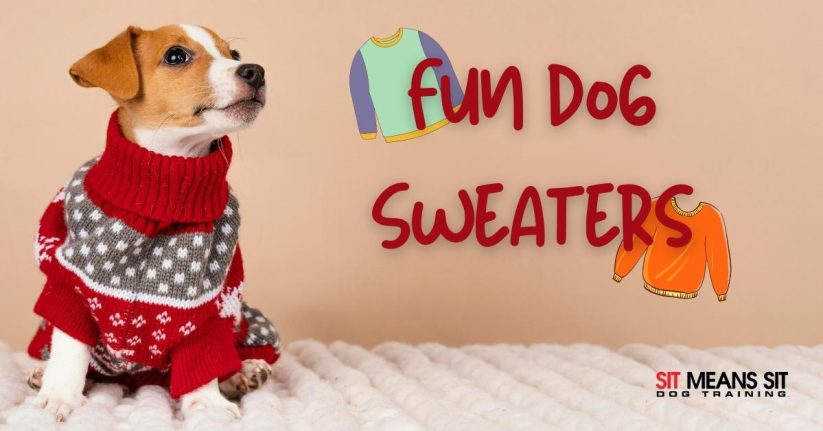 dog in sweater surrounded by other sweaters