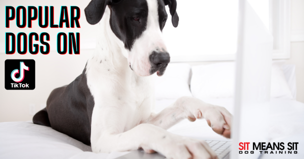 A dog using a laptop with the text popular dogs on tiktok poster