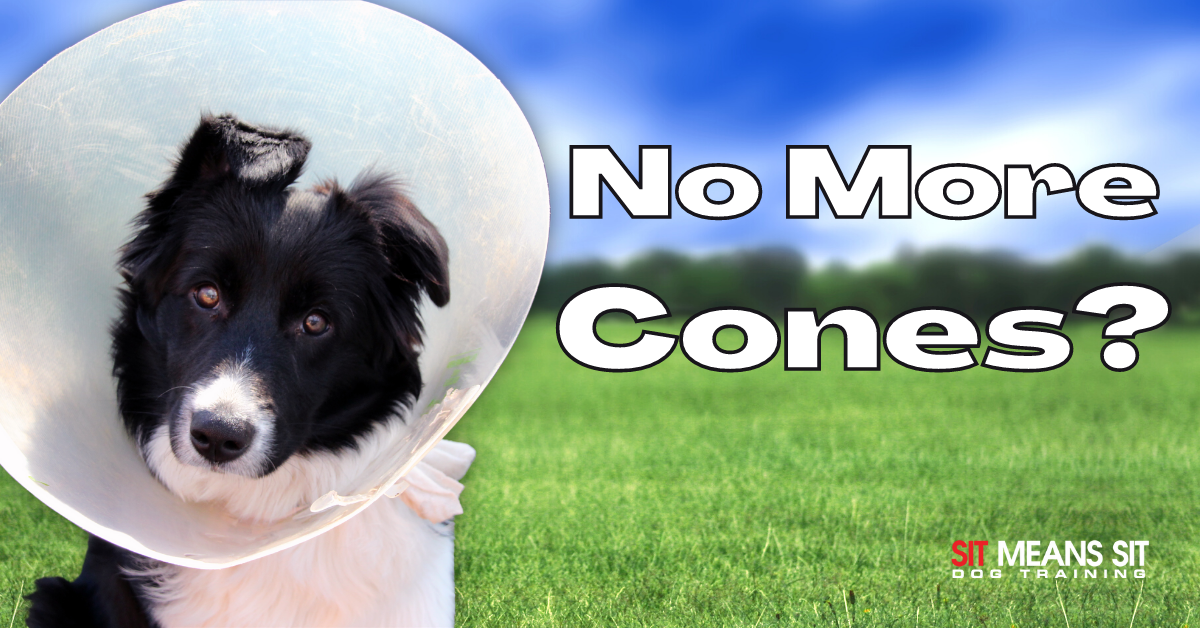 A dog wearing a cone with the text no more cones poster
