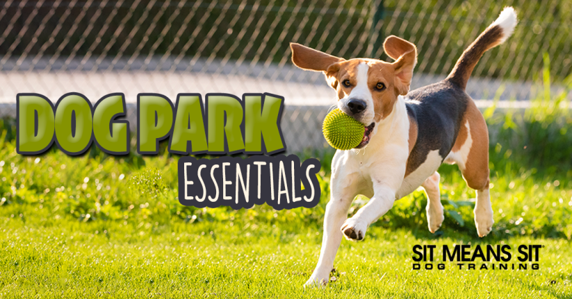 Dog Park Essentials: What To Bring
