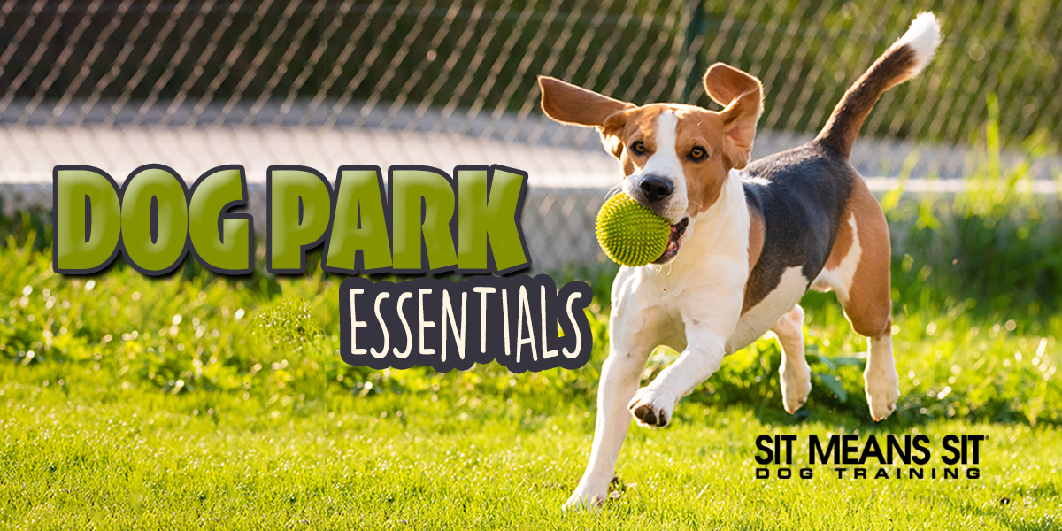 Dog Park Essentials: What To Bring