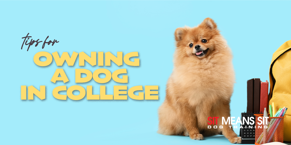 Tips For Owning A Dog While In College