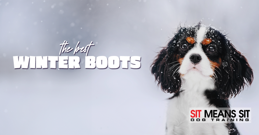 The Best Winter Boots For Dogs in 2024