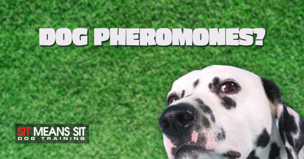 The Science Of Dog Pheromones: A Full Guide