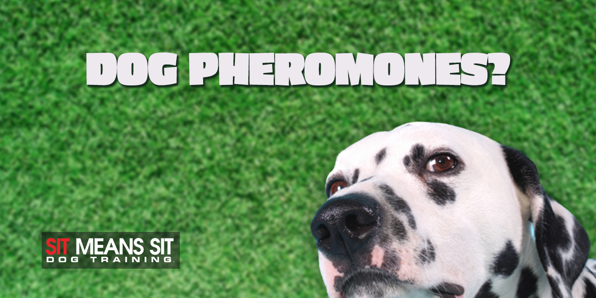 The Science Of Dog Pheromones: A Full Guide