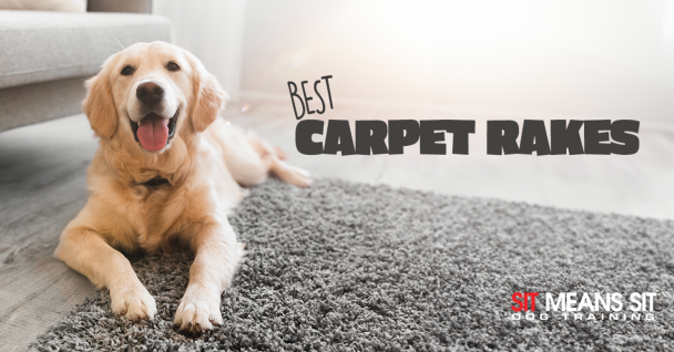 The Best Carpet Rakes For Dog Owners in 2024