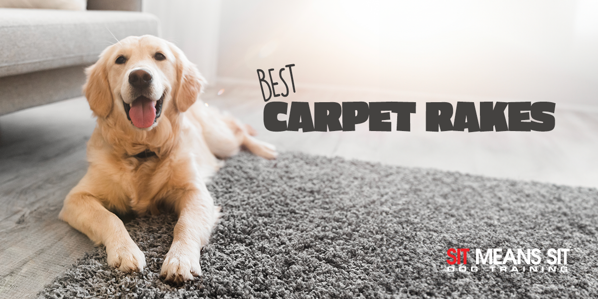 The Best Carpet Rakes For Dog Owners in 2024