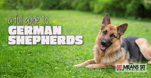 German Shepherds: A Full Guide