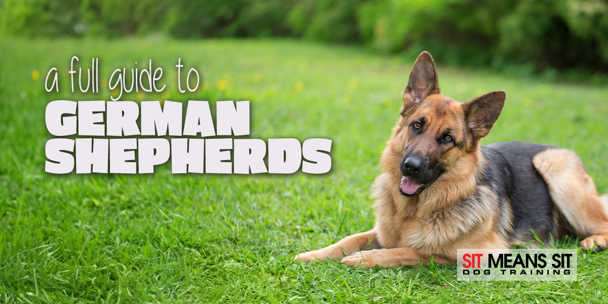 German Shepherds: A Full Guide