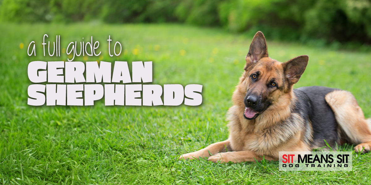 German Shepherds: A Full Guide | SMS Bozeman