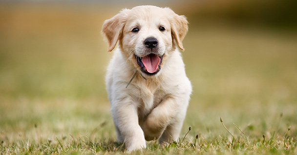 Happy puppy running