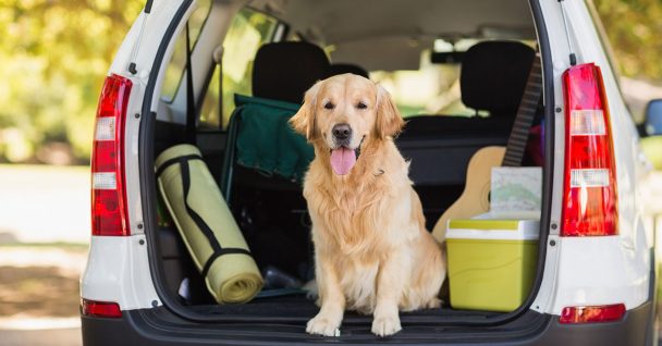 Golden retriever sitting in the trunk of a car