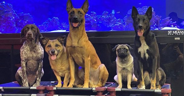 Dogs sitting for photo in Chicago Board and Train Dog Training