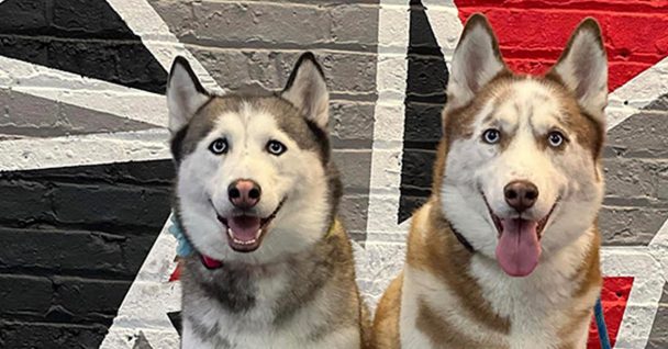 Two huskies in Chicago Dog Training group class