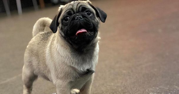 Cute Pug puppy in Chicago Puppy Lessons